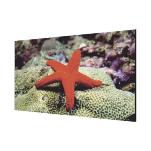 Pantalla LCD 55" para TV WALL / Entrada HDMI - VGA - DVI - DP / Monitor Robusto